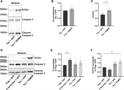 Unconventional secretion of tau by VAMP8 impacts its intra- and extracellular cleavage